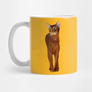 Abyssinian Cat Kitten Mug